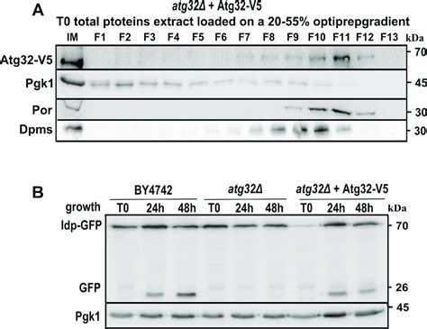 Atg32 V5 Protein Localizes To Mitochondria And Restores Mitophagy In