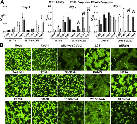 Spike Glycoprotein And Host Cell Determinants Of SARS CoV 2 Entry And