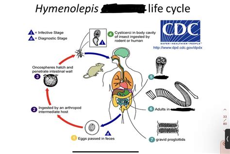 hymenolepis diminuta life cycle Diagram | Quizlet