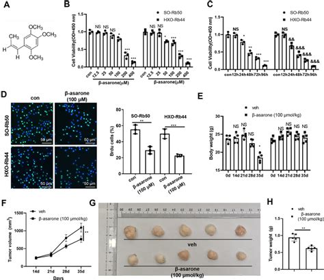 Asarone Dampened Cell Proliferation And Facilitated Apoptosis Of Rb