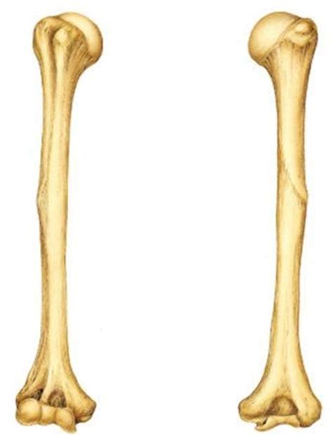 humerus bone Diagram | Quizlet