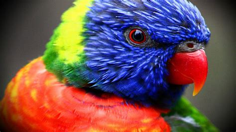 Colorful Birds Wallpapers - Top Free Colorful Birds Backgrounds ...