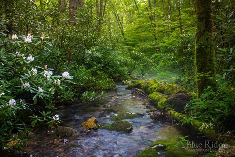 Best Hiking Trails Near Maggie Valley NC