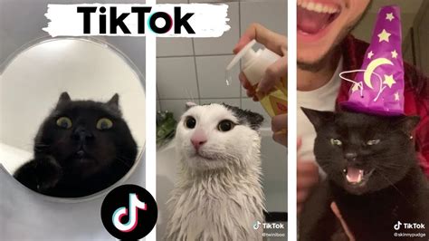 Funniest Cats Of Tiktok Best Viral Compilation 🐈 Youtube