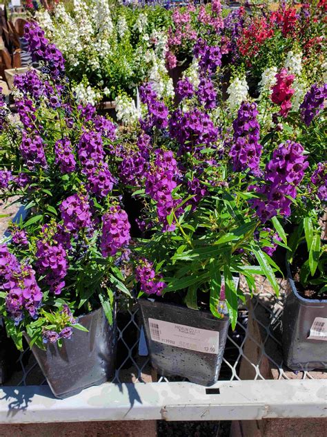 Angelonia - Treeland Nurseries