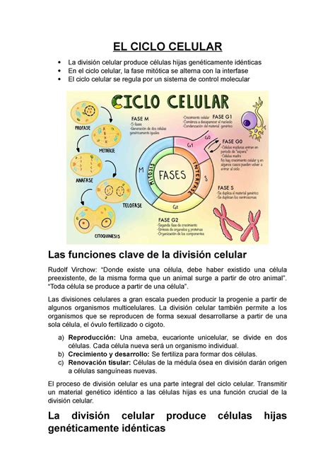 Res Men Textos El Ciclo Celular La Divisi N Celular Produce C Lulas