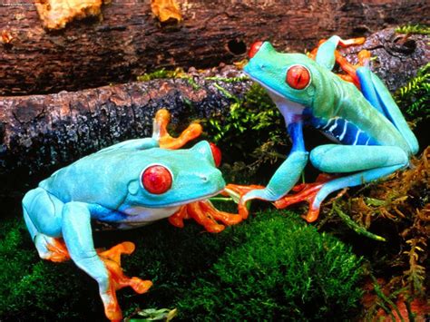 Beautiful Tree Nymphs: Dazzling Red-Eyed Tree Frogs (16 PICS)