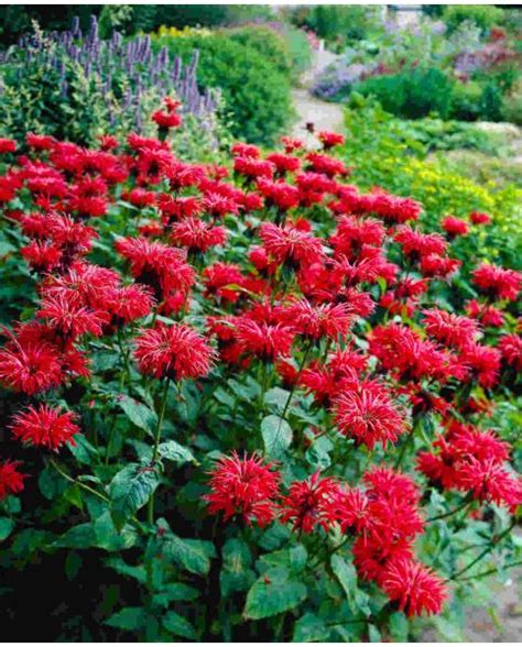 Monarda Gardenview Scarlet Hayloft