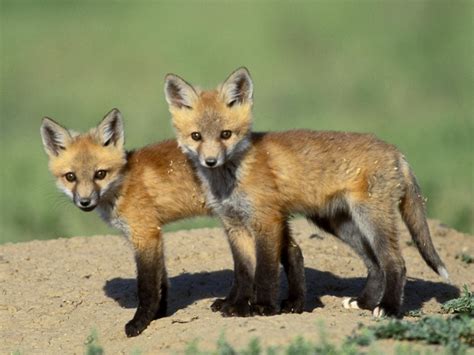 Wild Fox Cubs Wallpaper - Free Fox Downloads