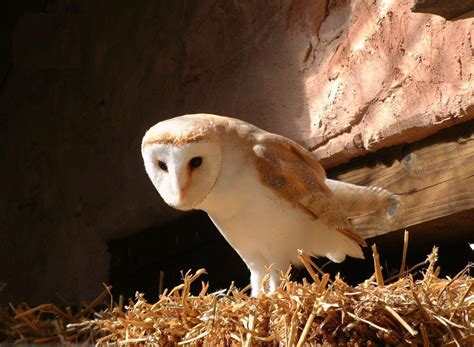 I Nostri Fratelli Animali Barbagianni