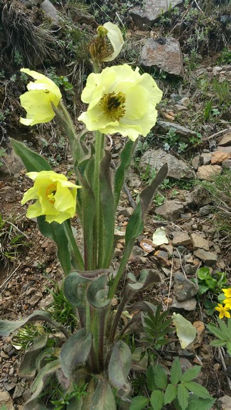 山野寻奇——黄花绿绒蒿 中国自然保护区生物标本资源共享平台