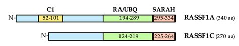 Protein Domains Of Rassf1a And Rassf1c Rassf1a Is A 340 Amino Acid