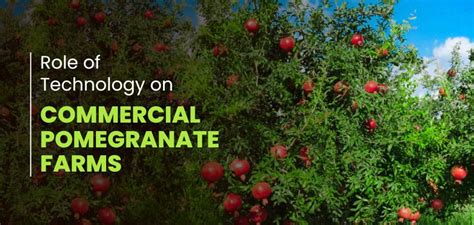 Role Of Technology In Commercial Pomegranate Cultivation