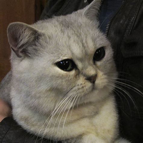 Straight Ear Scottish Fold