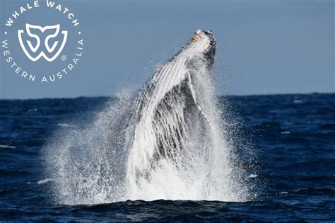 Augusta Humpback Tours Whale Watch Western Australia