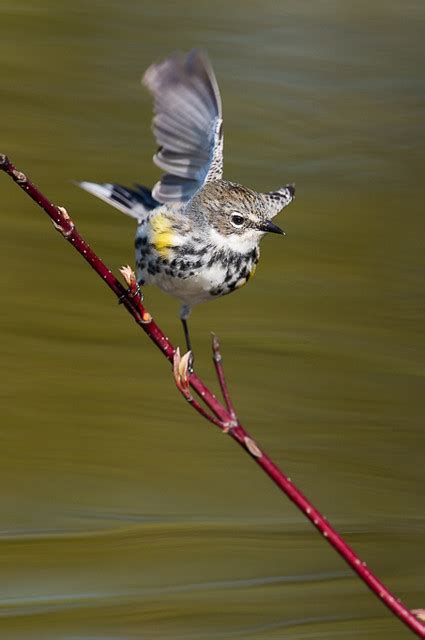 Paruline Croupion Jaune Femelle Yellow Rumped Warbler Flickr