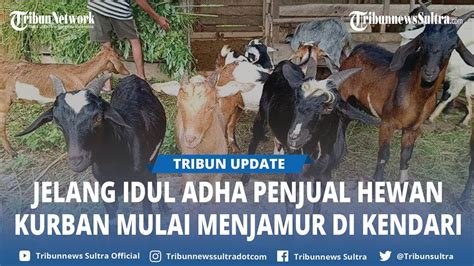 Penjual Hewan Kurban Di Kendari Sultra Menjamur Jelang Iduladha