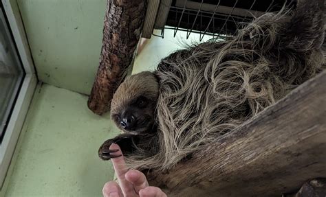 Zu Besuch Im Tierpark Nordhorn Wie Nala Zu Ihrem Namen Kam Ems