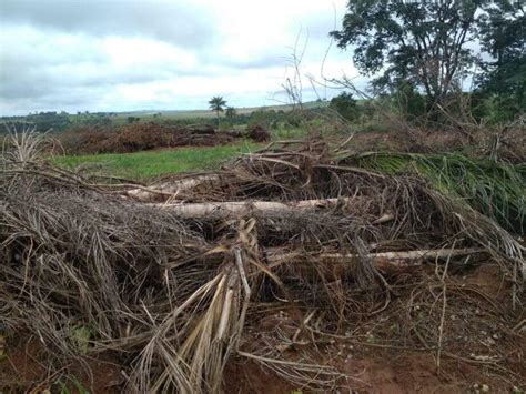 PMA Autua Infrator Em R 6 3 Mil Por Desmatamento Ilegal De 21 Hectares