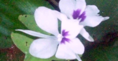 Gardentropics Rare Beauties Of The Western Ghats