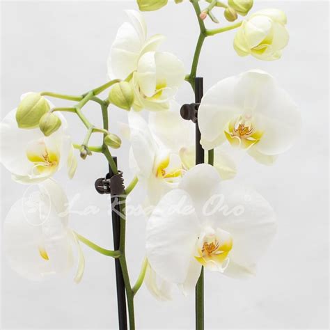 Orquídeas Phalaenopsis Blanca Floristería La Rosa de Oro