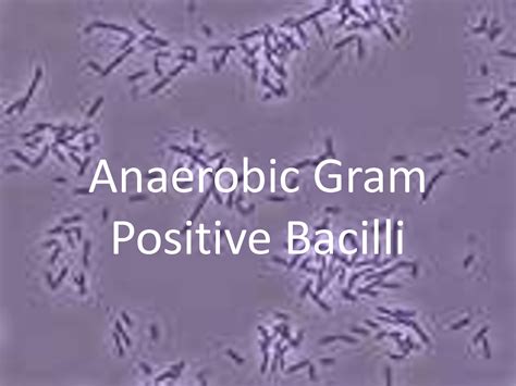 Solution Anaerobic Gram Positive Bacilli Studypool