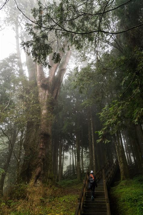 Alishan National Scenic Area | Kevin's Travel Blog