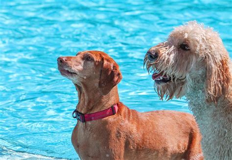 Swimming For Dogs: Security Measures With Pros and Cons - Pet So Fun