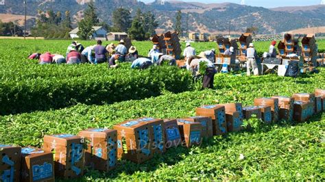 How American Farmers Harvest Thousands Of Tons Of Agricultural Products