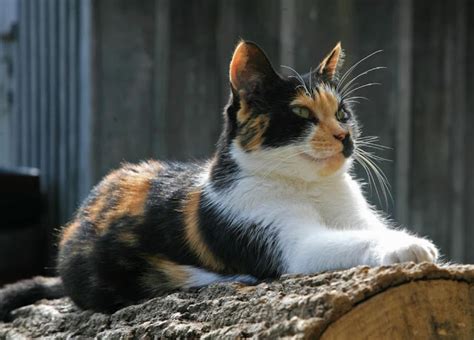 The Amazing Calico Cat Cat Breeds In Photographs