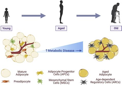 Narrating The Story Arc Of Adipose Tissue Aging Developmental Cell