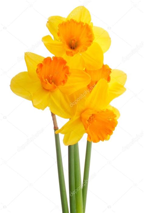 Daffodil Flowers Bouquet — Stock Photo © Natika 59769639