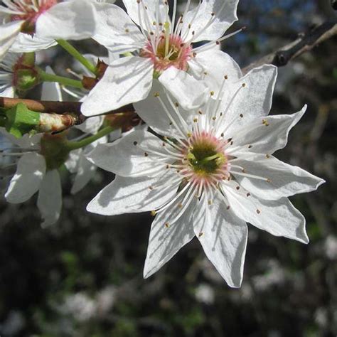 АЛЫЧА КУЛЬТУРНАЯ (лат. Prunus cerasifera) - Лесосад