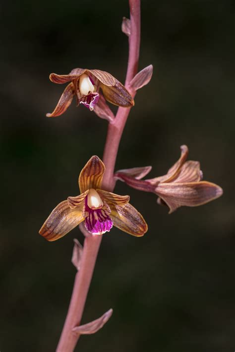 Hexalectris Spicata Crested Coralroot Orchid Long Day Tr Flickr