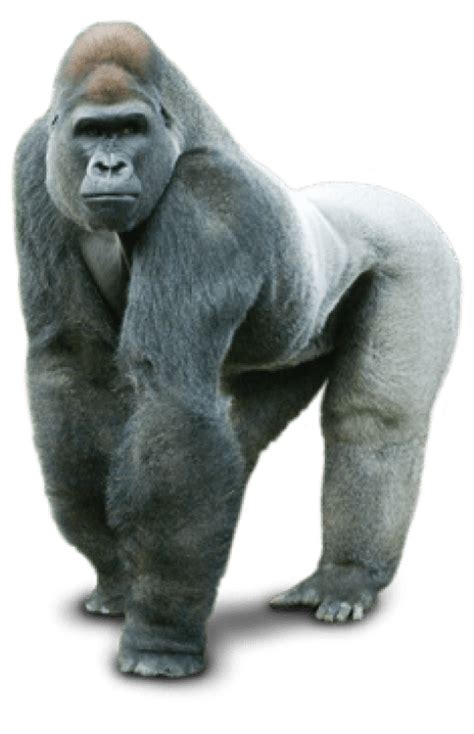 Gorilla Clipart Transparent Background Picture 1240894 Gorilla