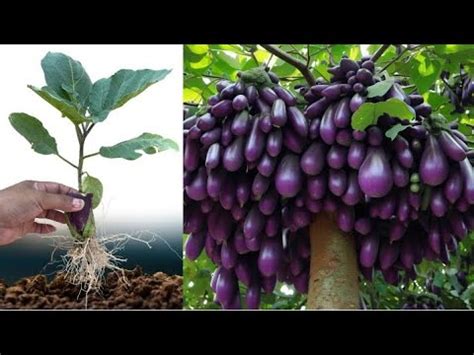 Best Techniques Growing Eggplant Trees With Banana Fruit Using Unique