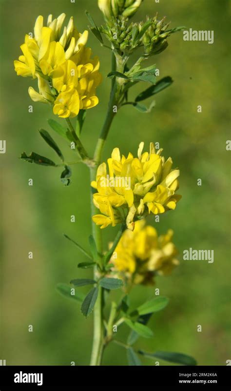 Alfalfa Sickle Medicago Falcata Blooms In Nature Stock Photo Alamy