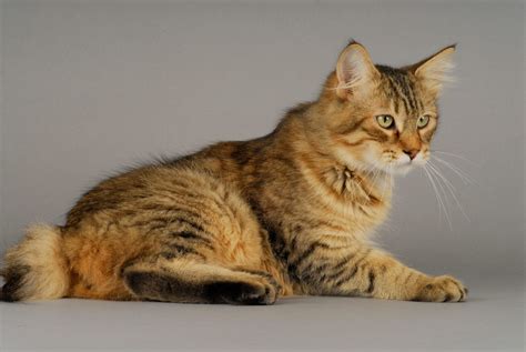 Feline 411 All About The Pixie Bob Cat Breed