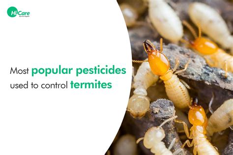 Top 6 Termite Control Pesticides In India Hicare