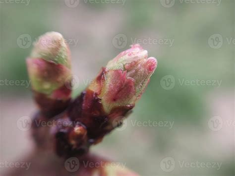 Young Flowers Sprout In Spring 23070866 Stock Photo At Vecteezy