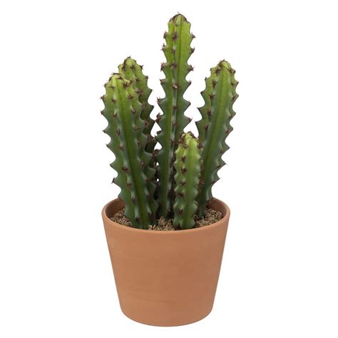 Cactus Pot Terre Cuite Terra Ali X Cm