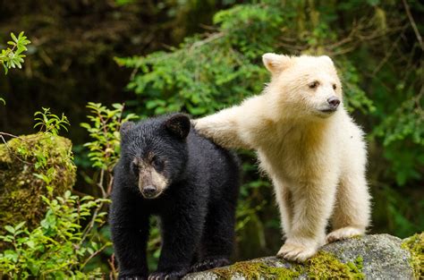 Great Bear Rainforest 2019 2019 By Ian Mcallister