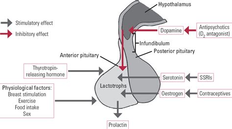 Management Of Antipsychotic Induced Hyperprolactinaemia Bjpsych