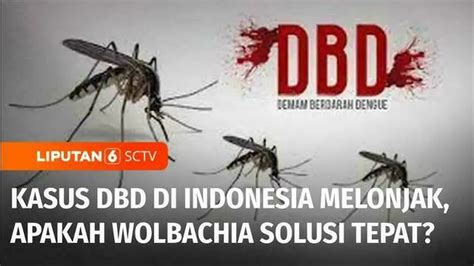 Berita Kasus Dbd Indonesia Hari Ini Kabar Terbaru Terkini Liputan