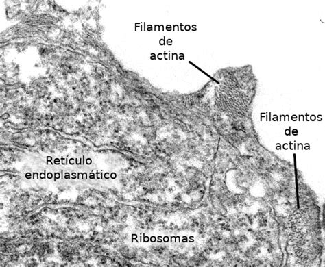 La C Lula Citosol Citoesqueleto Filamentos De Actina Atlas De