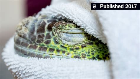 is it normal iguana limping without vet 3