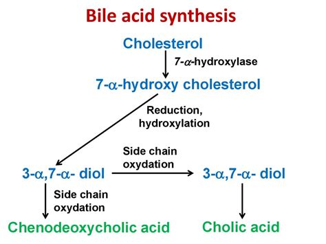 Lipid Metabolism Part Online Presentation