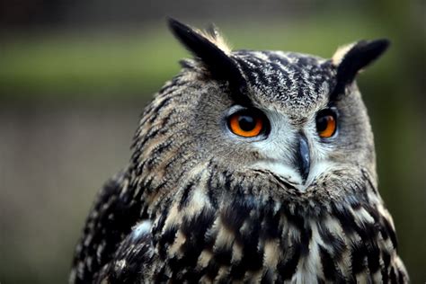 Best 500 Owl Eyes Pictures Download Free Images On Unsplash