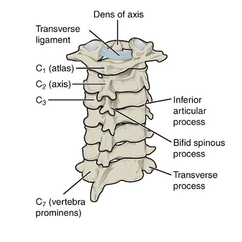 Cervical Vertebrae Atlas Superior View