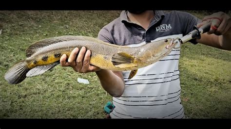 Snakehead Fishing In Winter Murrel Fishing VILLAGE FISHING